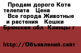  Продам дорого Кота-телепата › Цена ­ 4 500 000 - Все города Животные и растения » Кошки   . Брянская обл.,Клинцы г.